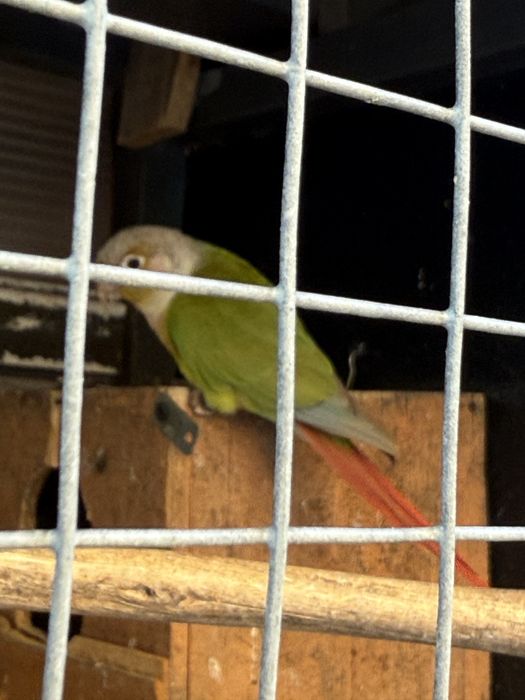 pyurruras machos de 2023 e 2024