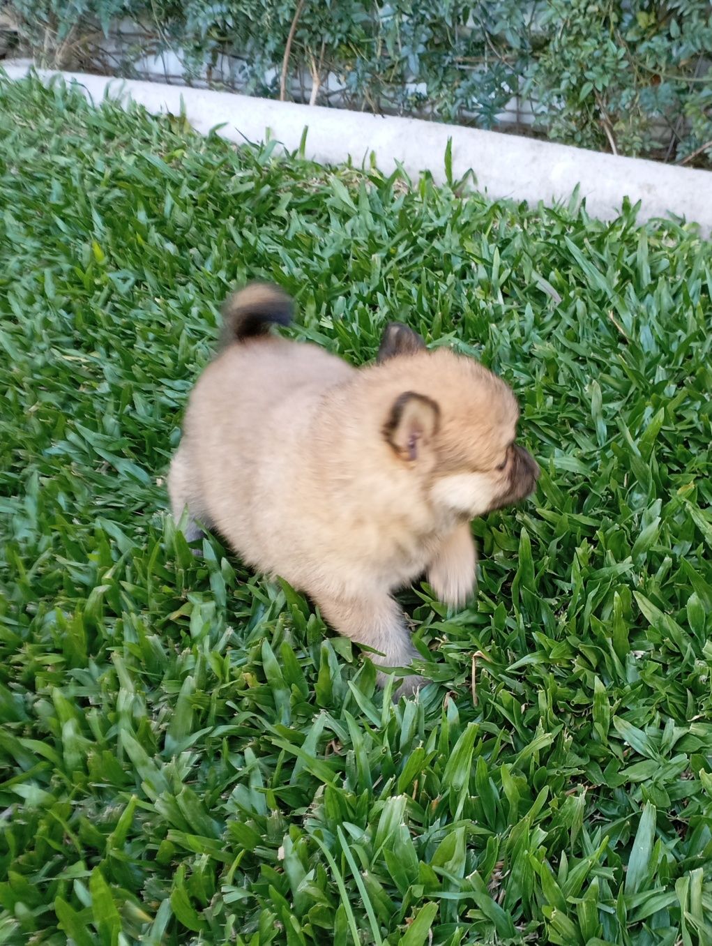 Spitz alemão fêmea