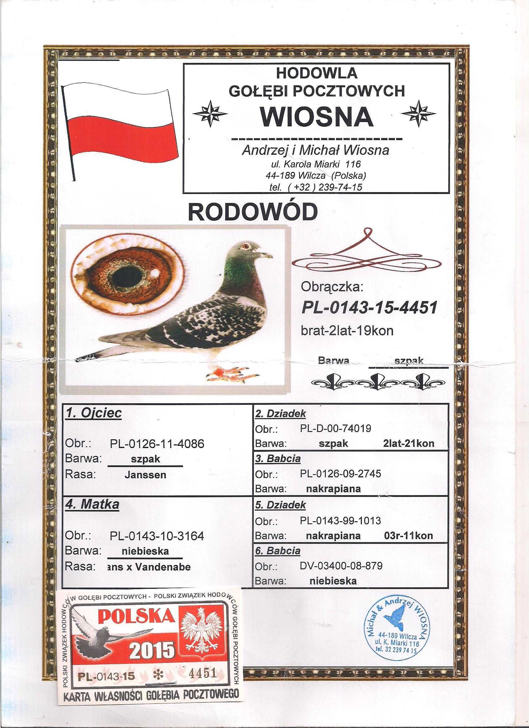 Młode Para 115 Oryg A.M Wiosna Wnuk szpaka x Inb 5838 Gołębie pocztowe