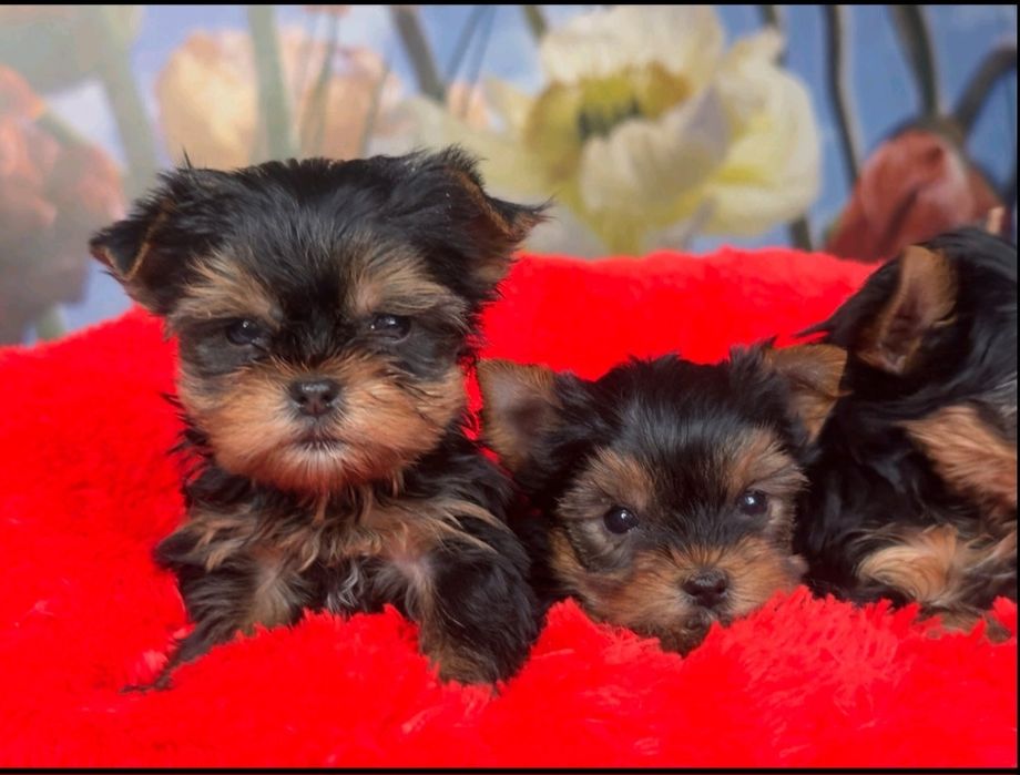 Мега розкішь малюки