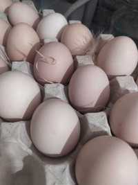 Sprzedam ekologiczne jajka!!!