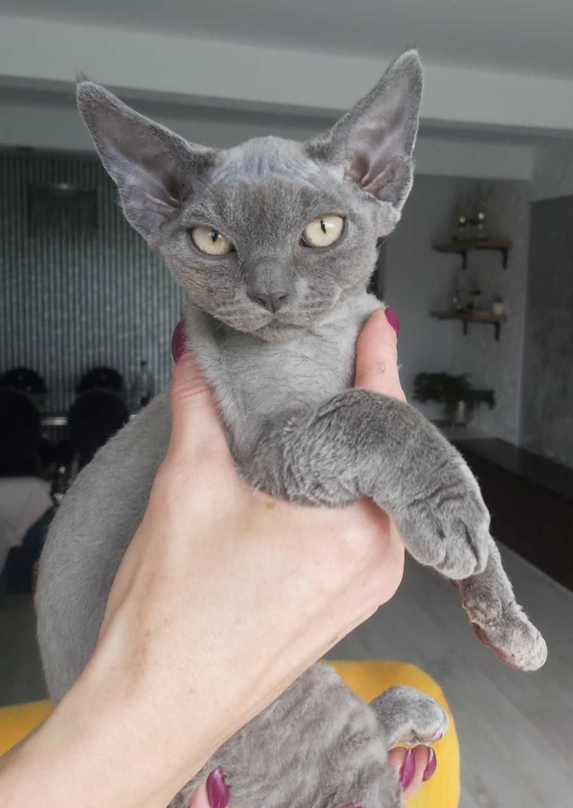 Gotowy do odbioru Devon rex niebieski kocurek