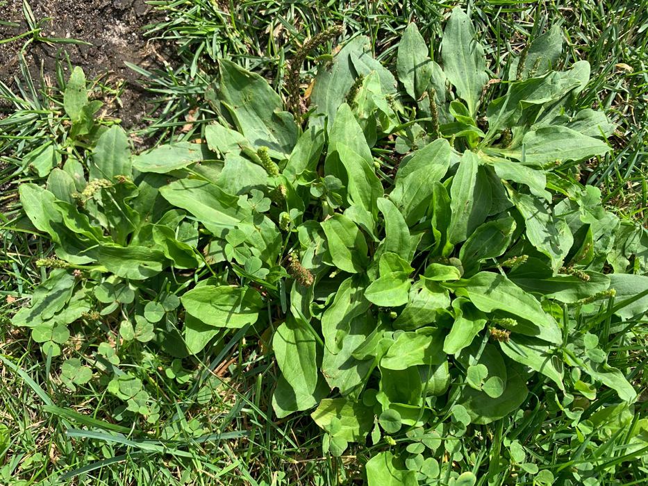 Babka zwyczajna babka większa - naturalny sposób na zdrowie