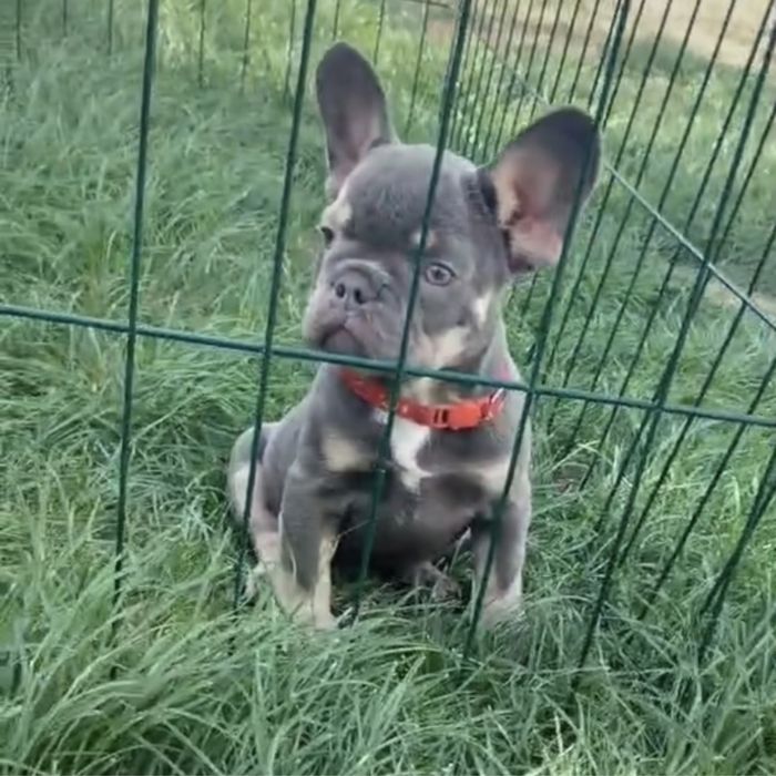 Девочка мини типаж! Шикарный окрас лилак тан