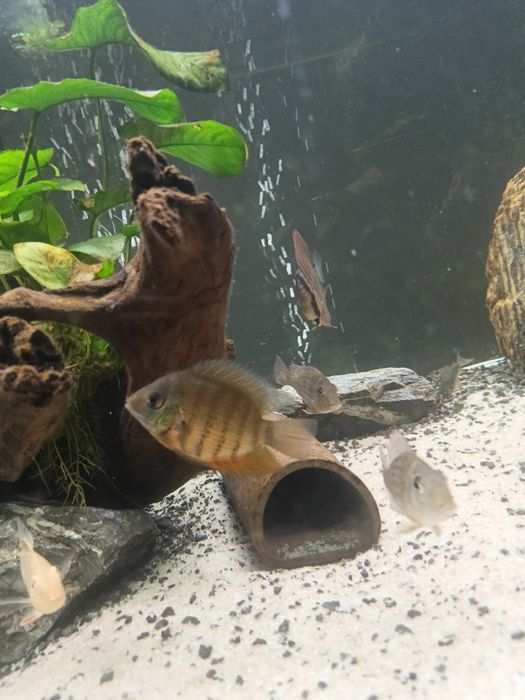 Severun Rotkeil młode