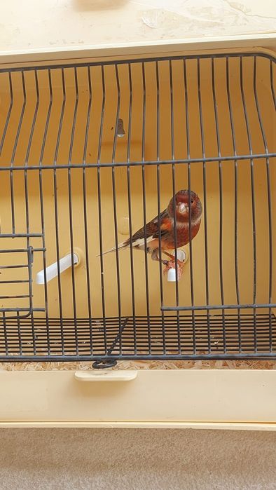 Vendo Arlequim português