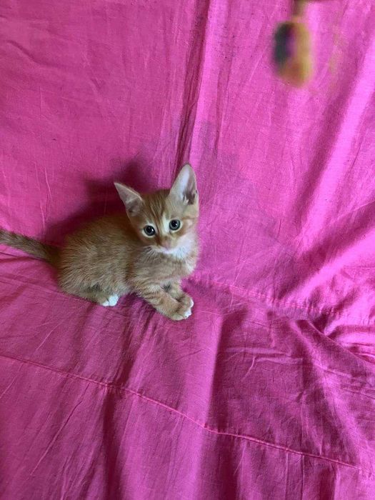 красивые котята для добрых людей !