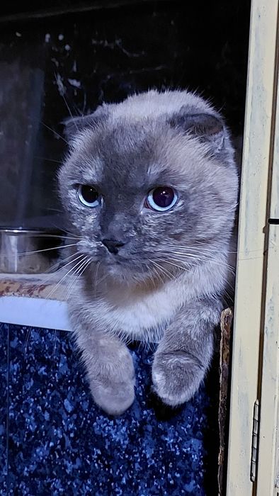 Породистая кошечка.