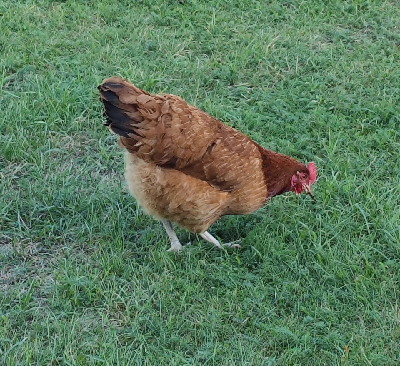 Kury Rosa Leghorn Dominant Lohman Greenshel