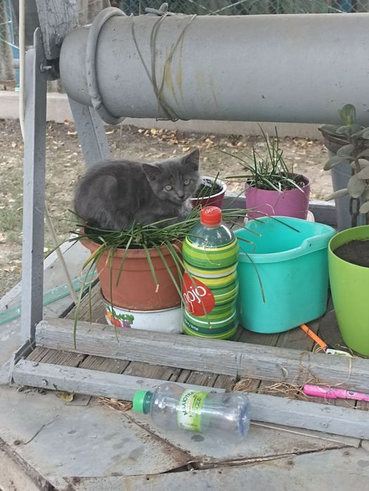 Отдам маленьких котят