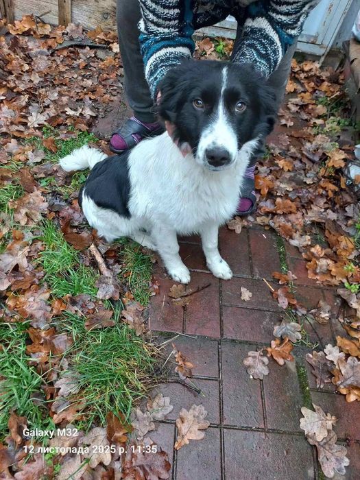 Песик в добрі руки