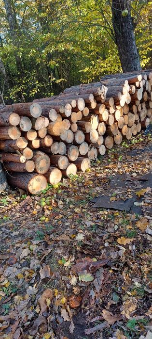 Drewno opałowe sosna sucha