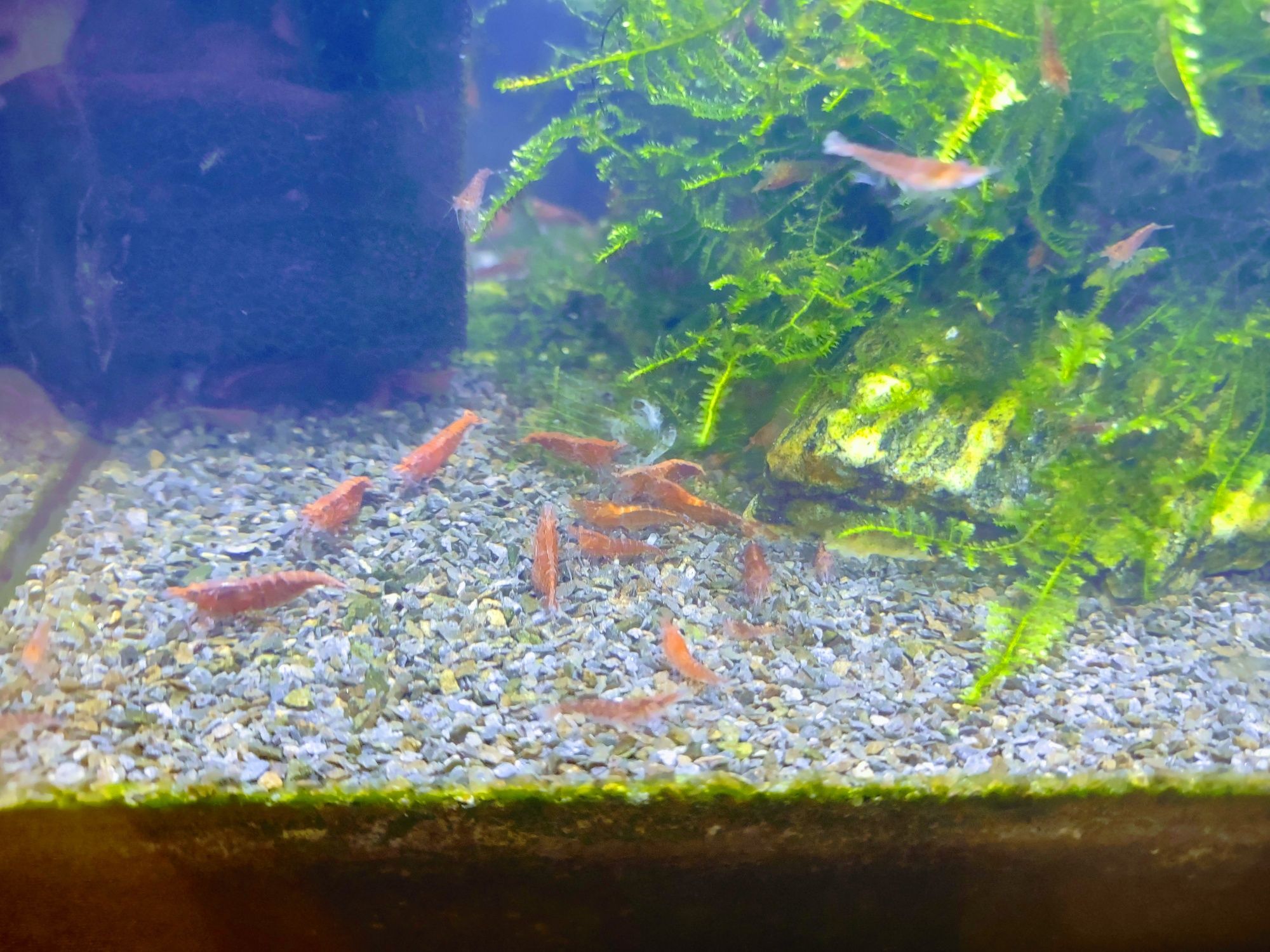 Krewetki Red Cherry