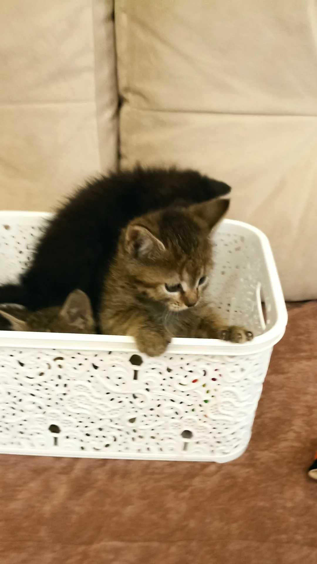 Отдам котят в добрые руки