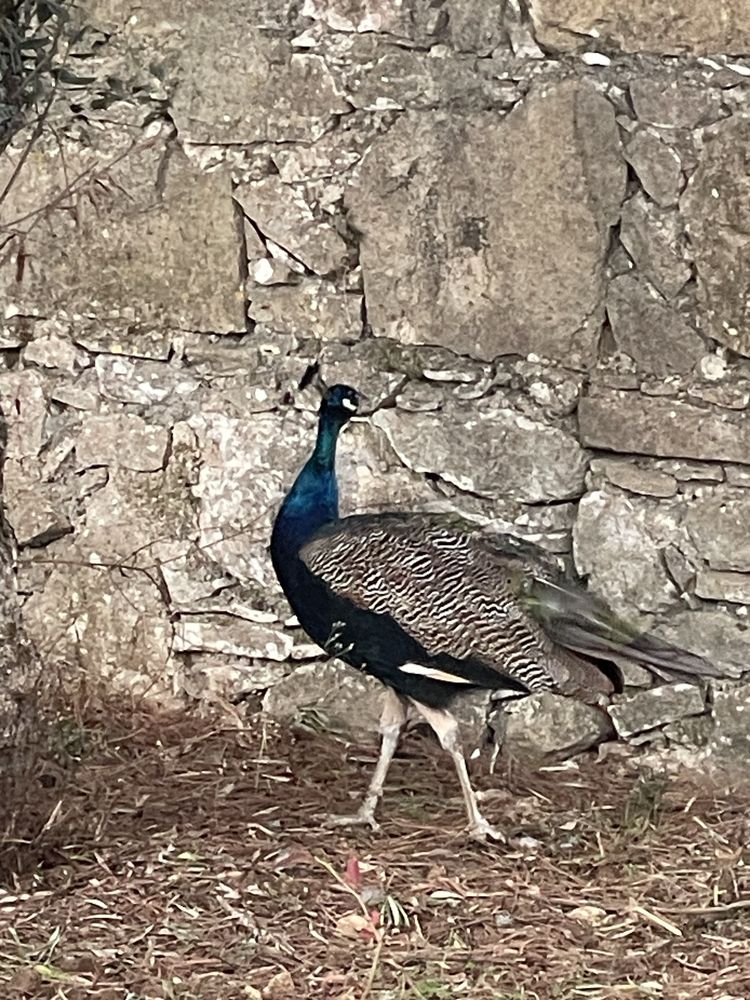 Pavão com cerca de três anos