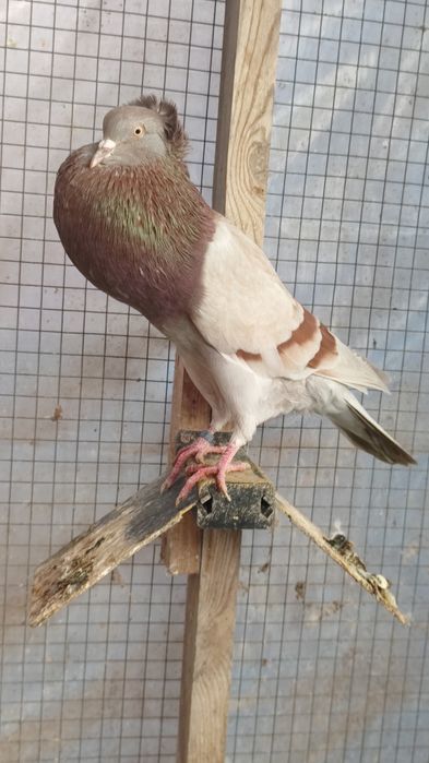 Garłacz górnośląski koroniasty