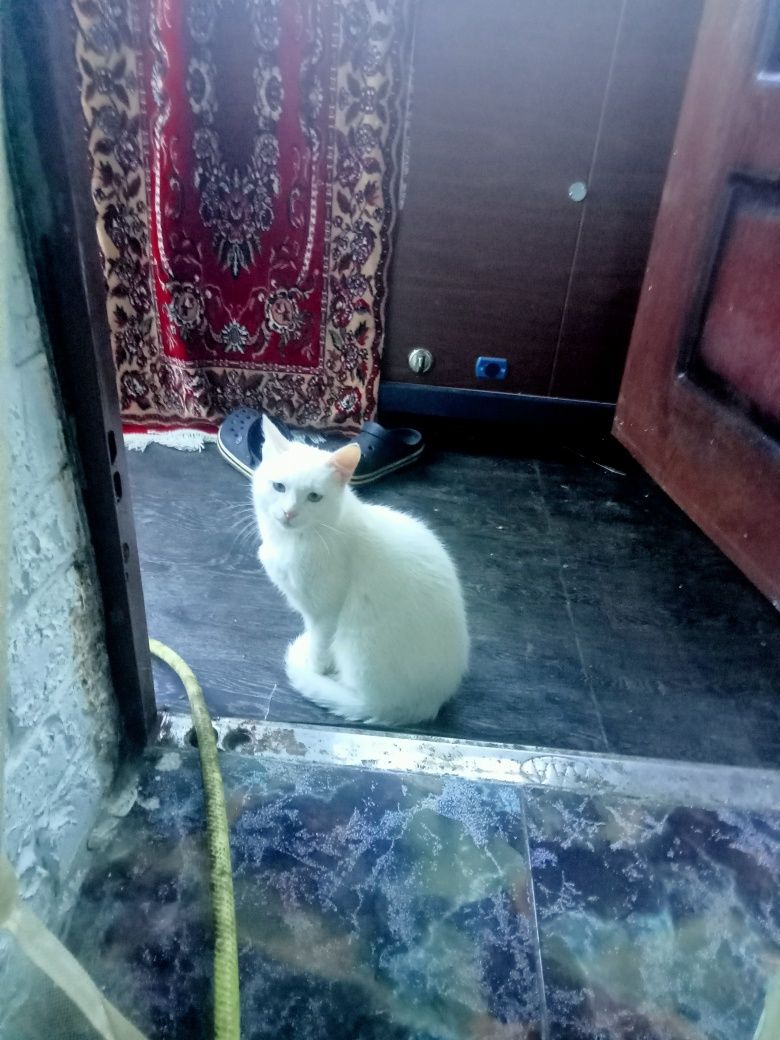 Котики воркотики