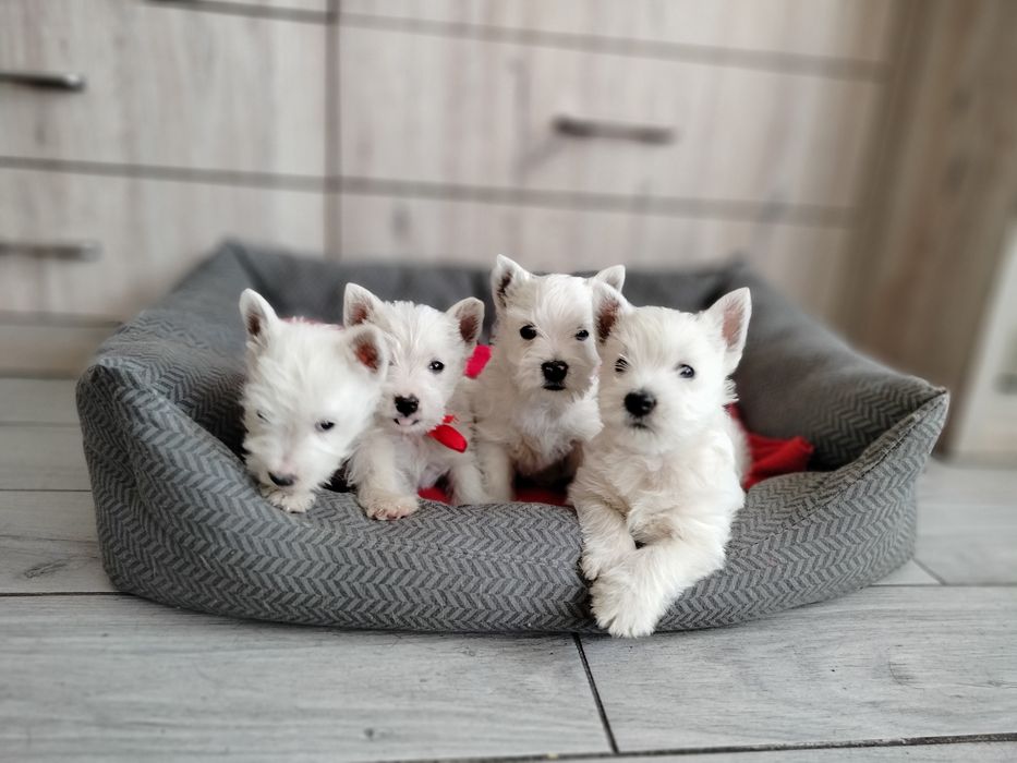 Śliczne szczenię -West Highlights White Terrier