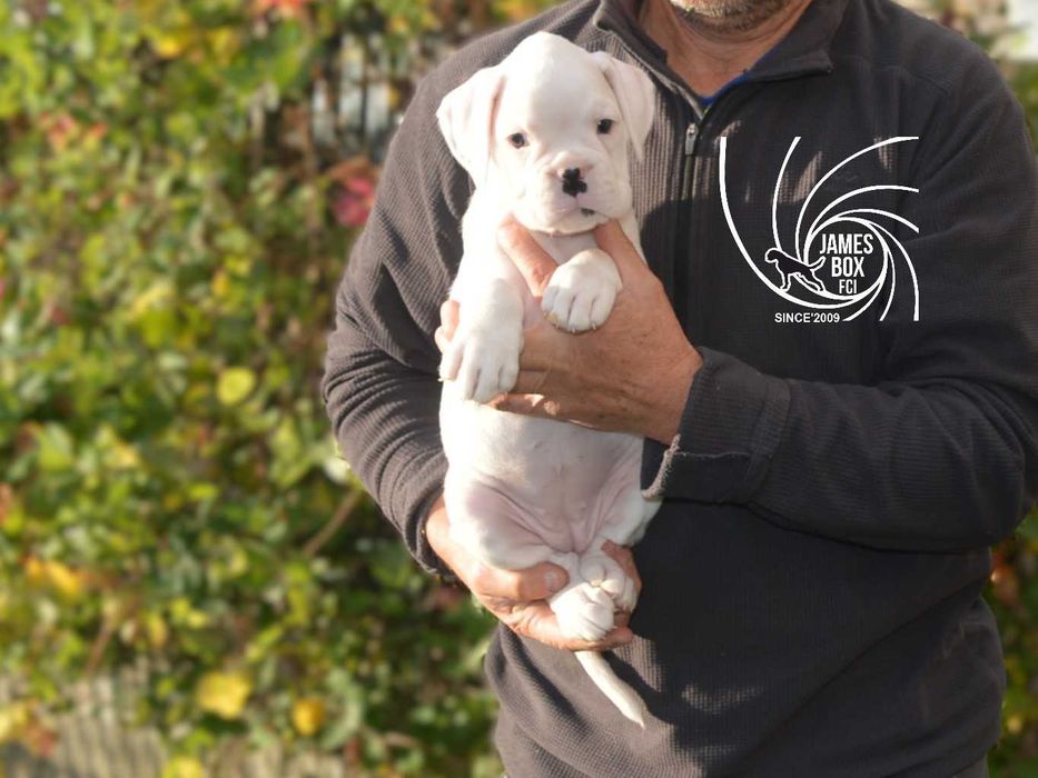 BOKSER- biała suczka z rodowodem FCI-rezerwacja