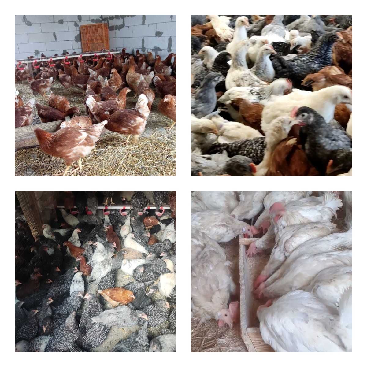 Продам кури несушки! Доставка безкоштовна. Близнюки!