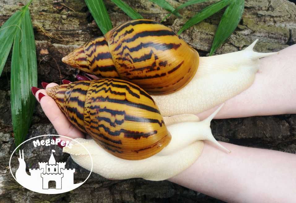 Achatina achatina Ślimaki Lissachatina Archachatina do terrarium