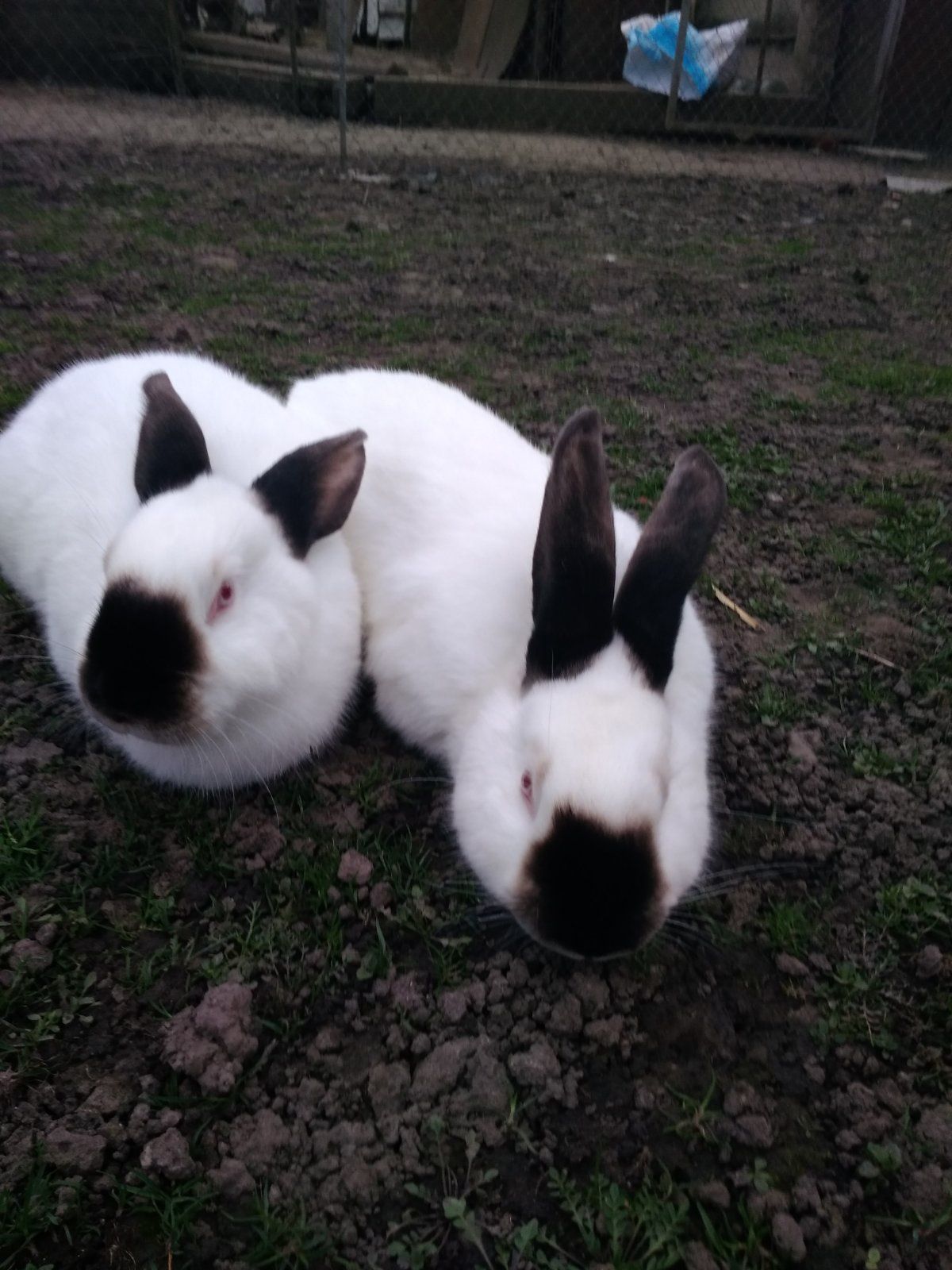 Самець кролі Кролики чистокровної каліфорнійської породи самці та самк