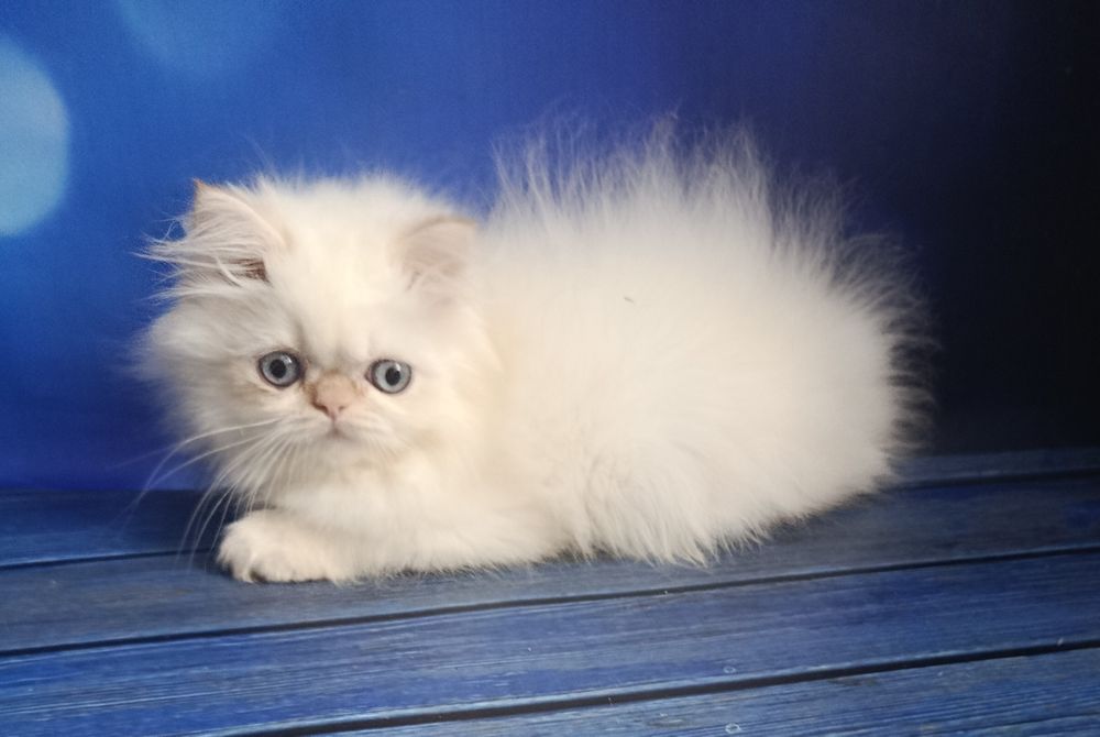 Персидский малыш