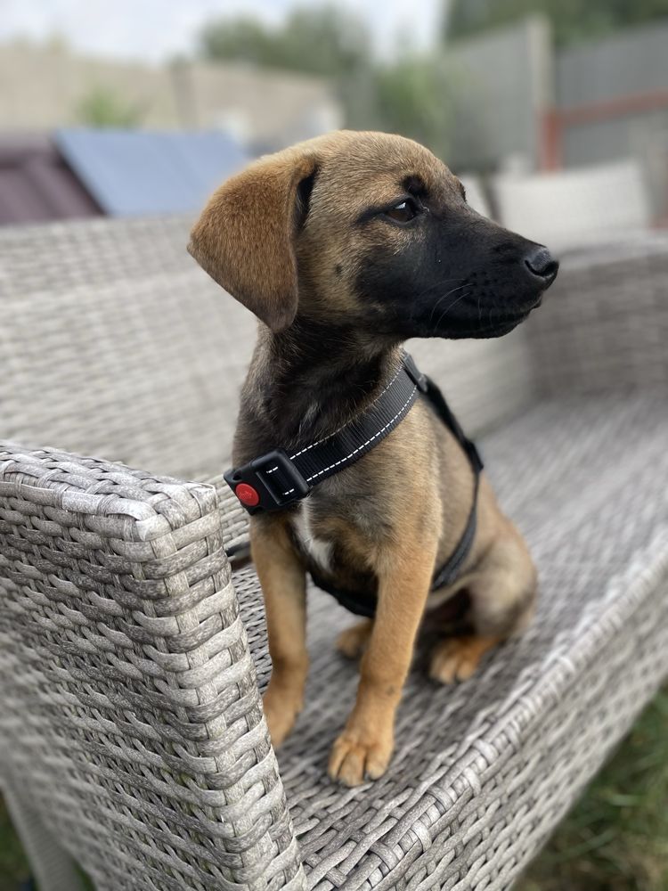 Szczeniak do adopcji za darmo