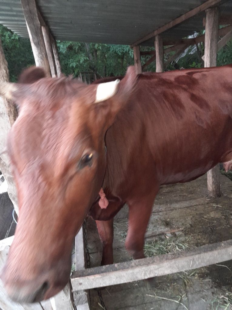 Продам дойных коров