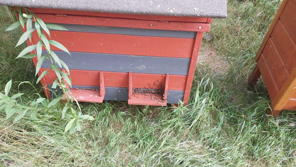 Miód, rodziny pszczele/odkłady, ule warszawskie poszerzane/