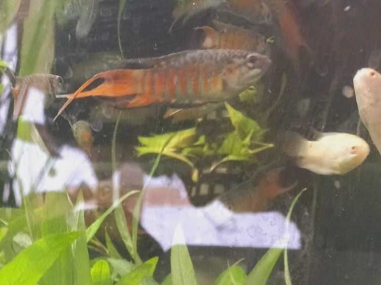 Macropodus opercularis blue \ Paraiso Azul