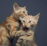 Классные рыжие котята бесплатно