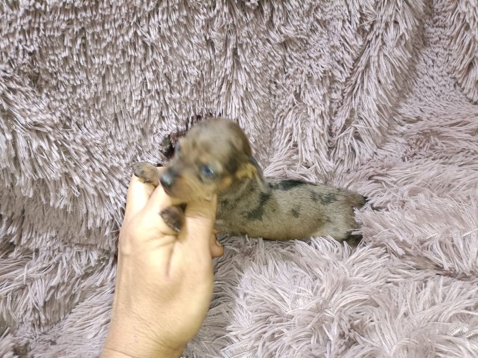 Teckel kanichen fêmea arlequim