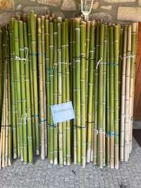 Canas de bambu verdes ou secas