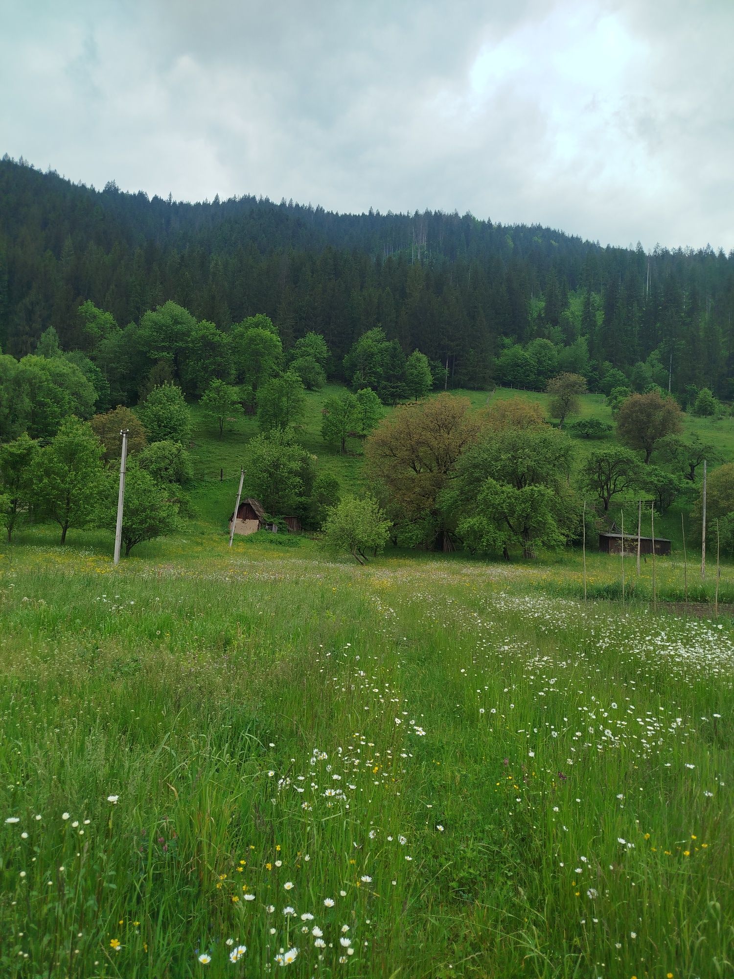 Земля в Карпатах, біля лісу, річки, дорога для легкових