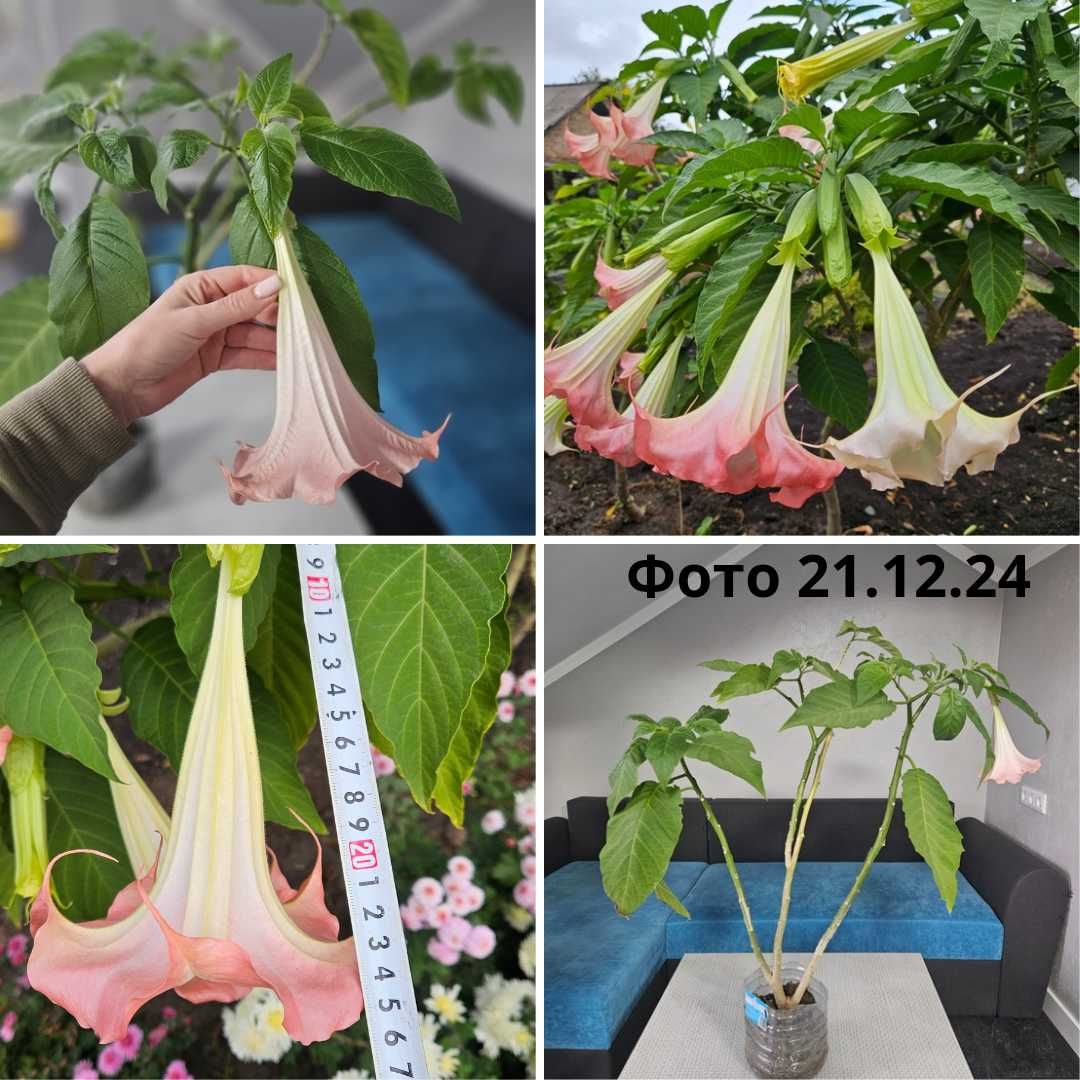 Бругмансия розовая очень ароматная Brugmansia suaveolens