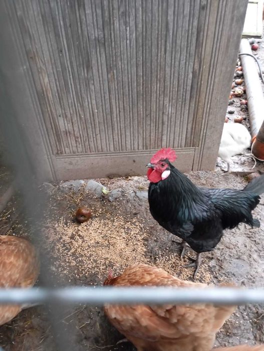 Koguty araukana, młode tegoroczne