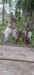 Cabras e cabritos  anãs