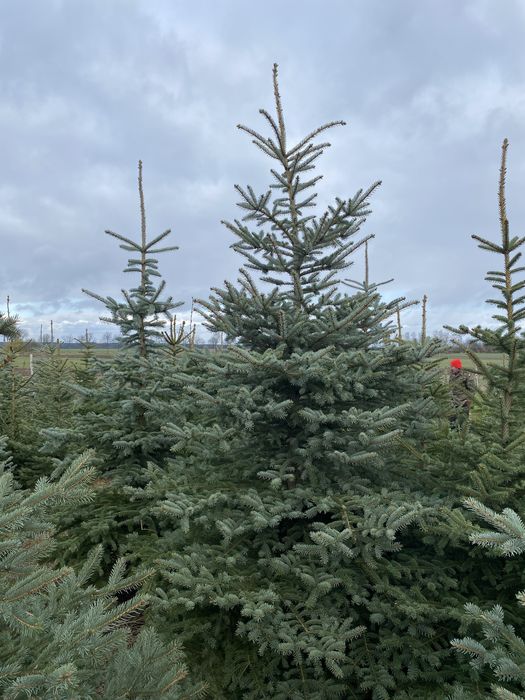 Gałęzie świerka srebrnego