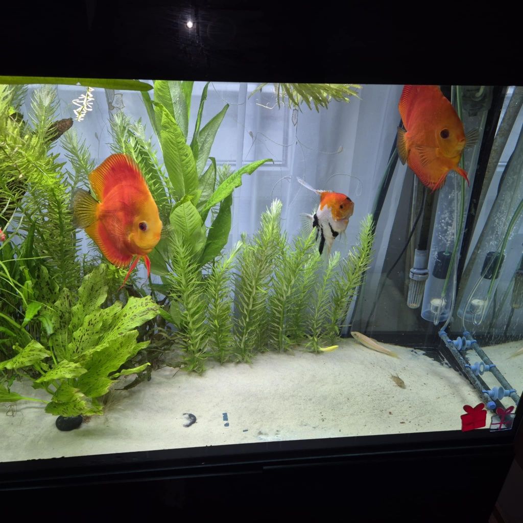 Akwarium Aquel 120 ok. 300litrow z życiem