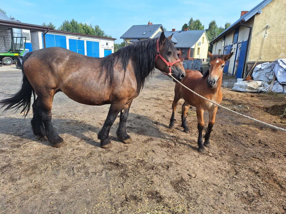 Klacz zimnokrwista, źrebica, źrebówka