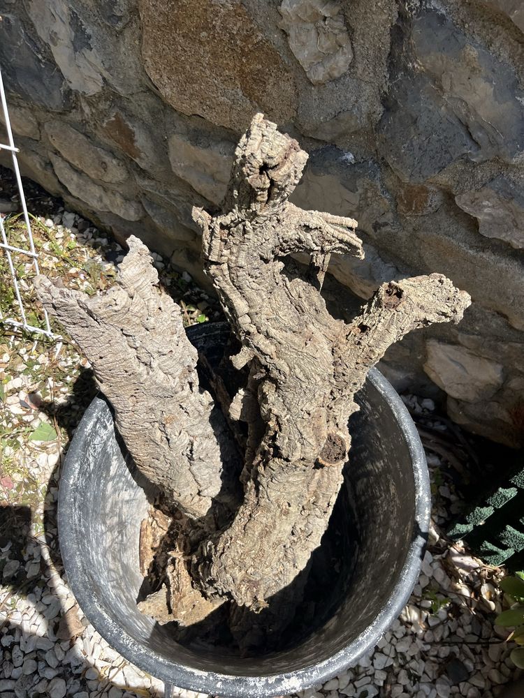 Cortiça troncos ocos