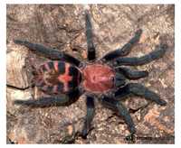 Красивый паук птицеед для новичков Davus fasciatus L 7 самка 
обитает