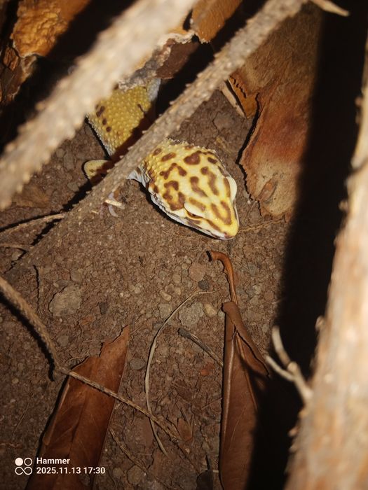 gekon lamparci (eublefar )