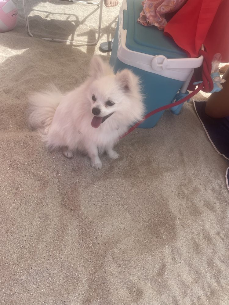 Spitz Alemão / Lulu da Pomerânia, linhagem Russa, Procura Namorada