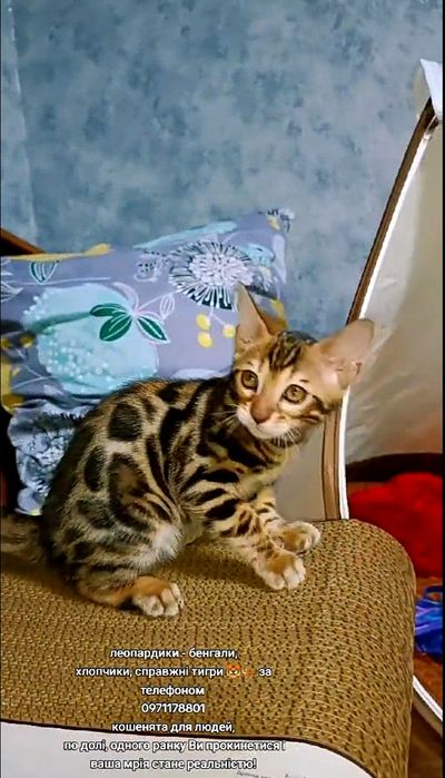 Хлопчики бенгали, вакцинація Нобівак трікет-тріо