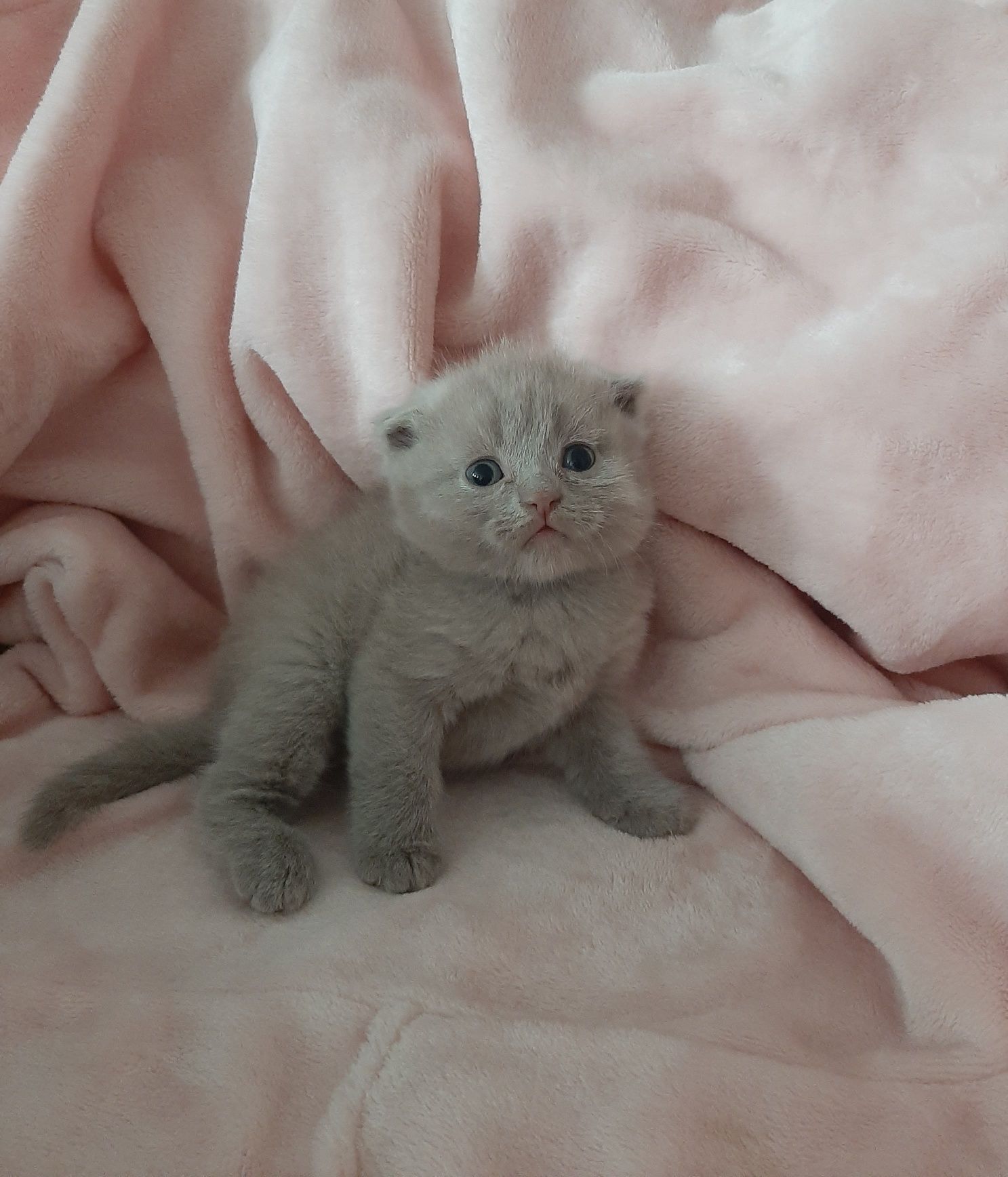 Висловухі кошенята