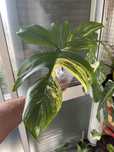 Philodendron florida beauty