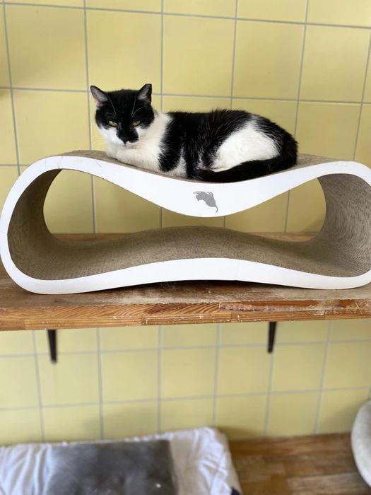 Kotka Meluzyna do adopcji od 4lat!!