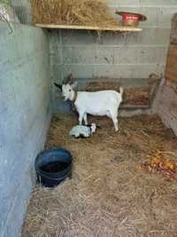 Cabrito  anão  procura nova casa